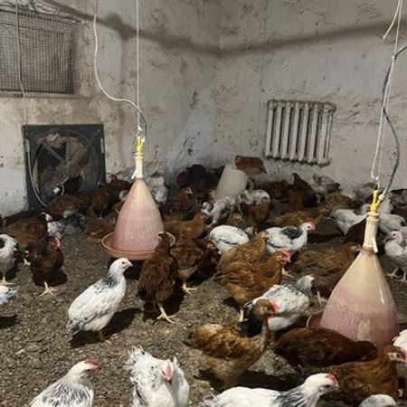 Çolpalar – Azərbaycan – ucuztap.az
