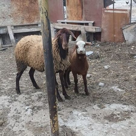 Qoyunlar – Azərbaycan – ucuztap.az