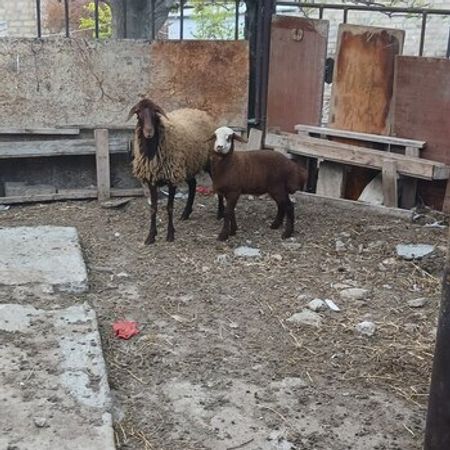 Qoyunlar – Heyvanlar üçün məhsul – ucuztap.az