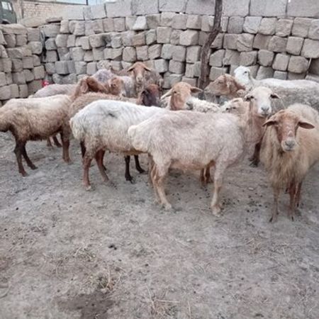 Qoyunlar – Azərbaycan – ucuztap.az