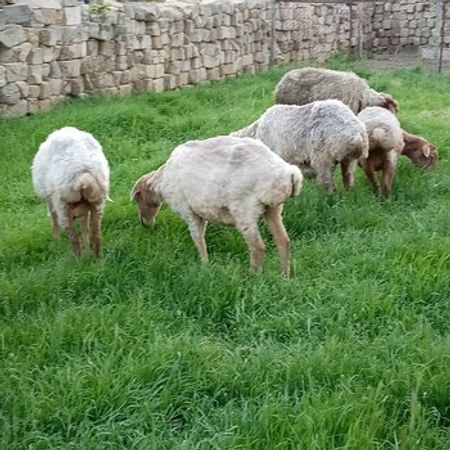 Qoyunlar – Bakı – ucuztap.az