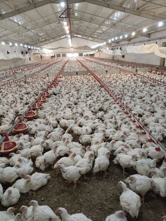 Quşçuluq sexinə ailəvi işçi axtarılır – Bakı – ucuztap.az