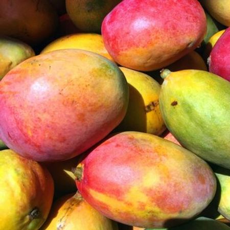 Mango – Bakı – ucuztap.az