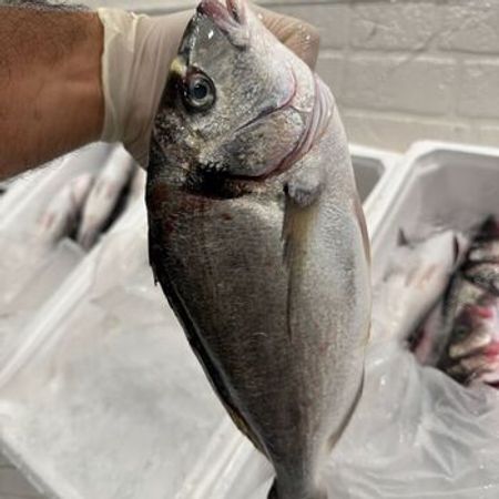 Dorado balığı – Bakı – ucuztap.az