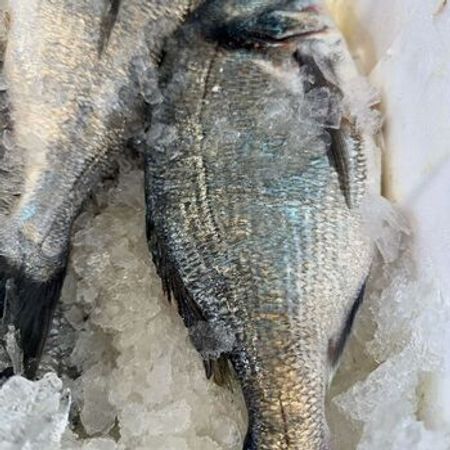 Dorado balığı – Bakı – ucuztap.az