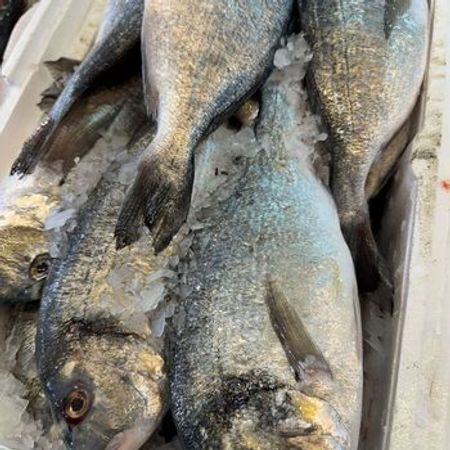 Dorado balığı – Bakı – ucuztap.az