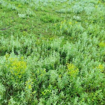 25 Sot torpaq sahəsi, Quba r. – Bakı – ucuztap.az