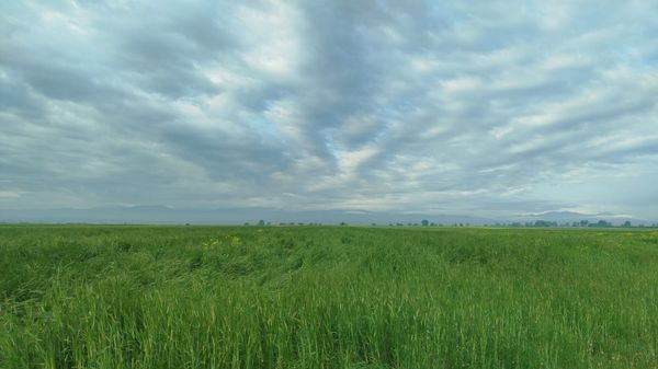 5800 Sot Torpaq Sahəsi, Goranboy R – Goranboy – ucuztap.az