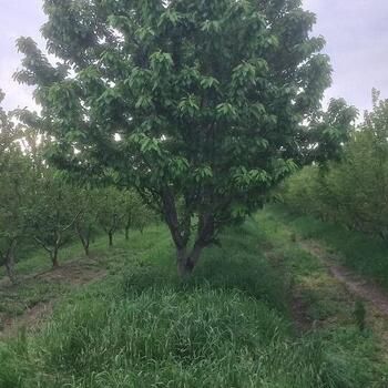 100 Sot torpaq sahəsi, Xaçmaz r. – Bakı – ucuztap.az
