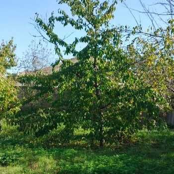 5 Sot torpaq sahəsi, Barlı kəndi – Satılır – ucuztap.az
