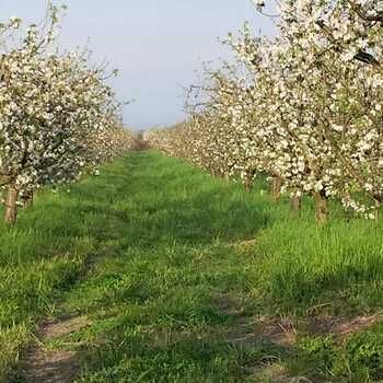 50 Sot torpaq sahəsi, Xaçmaz r. – Satılır – ucuztap.az