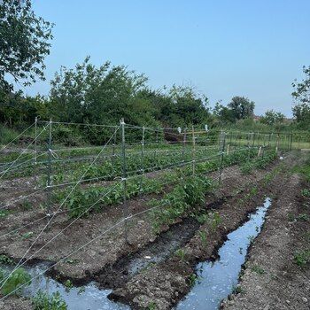 Həyət evi, Salyan r. – Satış – ucuztap.az