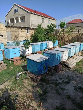 Arı ailəsi və arı yeşikləri – Sumqayıt – ucuztap.az