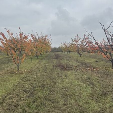 81 Sot torpaq sahəsi, Quba r. – Satılır – ucuztap.az