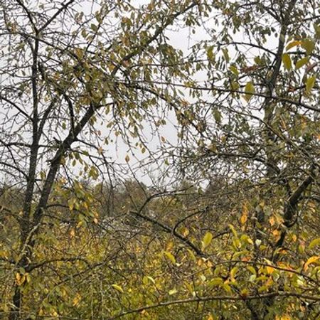 40 Sot torpaq sahəsi, Qusar r. – Qusar – ucuztap.az