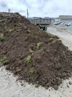 Qara meşə torpaq yanmış peyin qazon torpaq satsi – Bitkilər – ucuztap.az