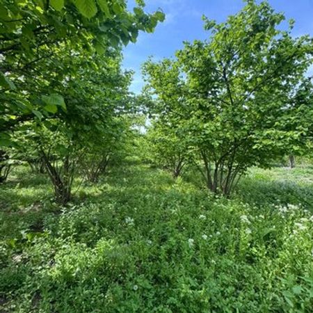 12 Sot torpaq sahəsi, Qusar r. – Torpaq – ucuztap.az