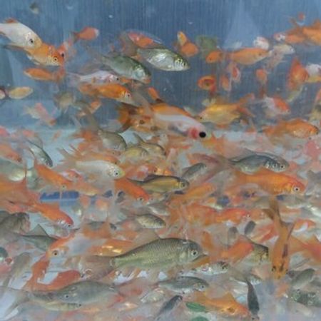Qızıl balıq – Akvarium – ucuztap.az