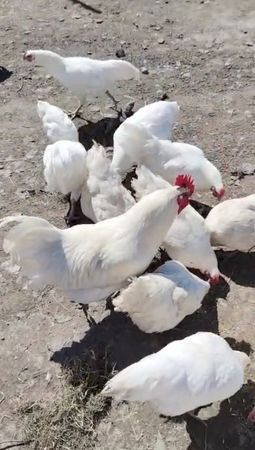 Ağ Australorp Cücələrni̇n Satişi – Bakı – ucuztap.az