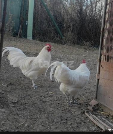 Ağ Australorp Cücələrni̇n Satişi – Bakı – ucuztap.az