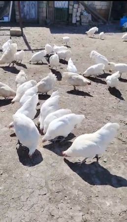 Ağ Australorp Cücələrni̇n Satişi – Bakı – ucuztap.az