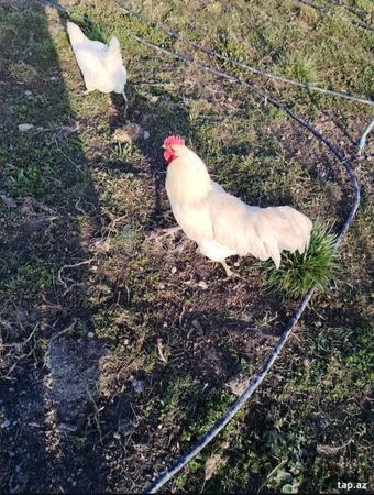 Ağ Australorp Cücələrni̇n Satişi – Quşlar – ucuztap.az