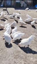 Ağ Australorp Cücələrni̇n Satişi
