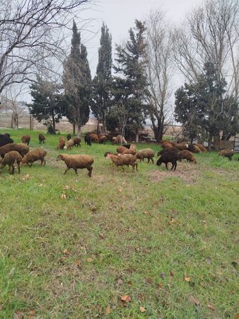 Diri quzular – Bakı – ucuztap.az