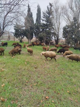 Diri quzular – Kənd təsərrüfatı heyvanları – ucuztap.az