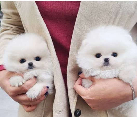 Pomerian Spitz balasi 2 aylqdi – Bakı – ucuztap.az