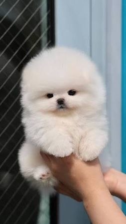 Pomerian Spitz, 2 aylqdi, Dişi, peyvəndli – Bakı – ucuztap.az