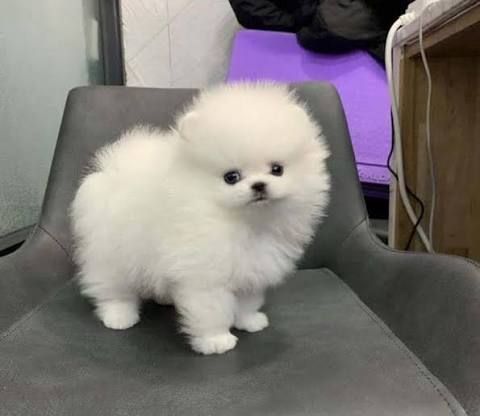 Pomerian Spitz balasi, 2 ayqldi, Erkək, peyvəndli – Bakı – ucuztap.az