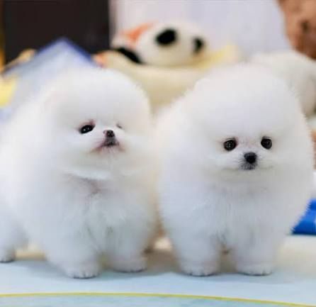 Pomerian Spitz, 2ayqldi, Erkək, peyvəndli – Bakı – ucuztap.az