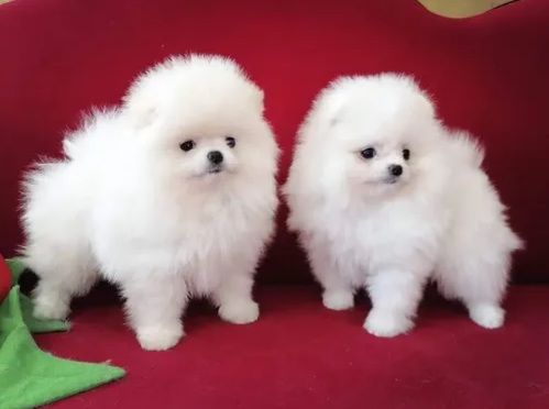 Pomerian Spitz, 2aylqdi, Erkək, peyvəndli – Bakı – ucuztap.az