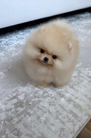 Pomerian Spitz balasi 2aylqdi – Bakı – ucuztap.az