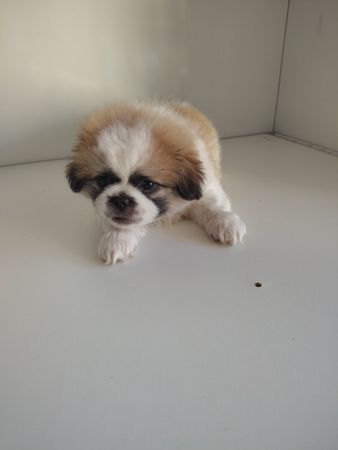Safqan Pekines Balaları Satılır – İtlər – Bakı – ucuztap.az