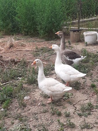Linda qazları – Kənd təsərrüfatı heyvanları – ucuztap.az