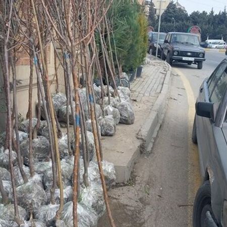 Meyvə ağacları – Bitkilər – ucuztap.az