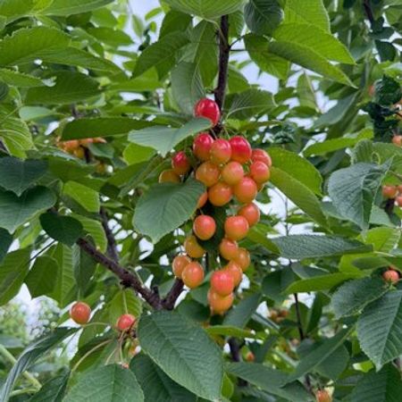 1500 Sot torpaq sahəsi, Qusar r. – Qusar – ucuztap.az
