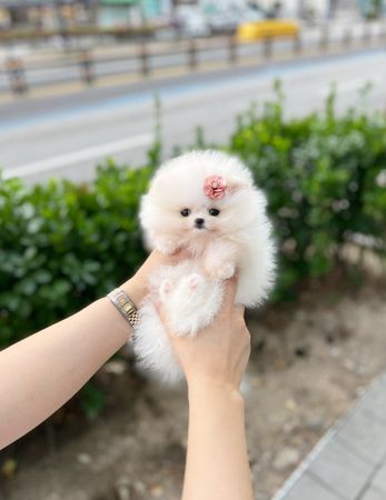 Pomerian Spitz balası, 2 aylıq – Sabunçu r. – ucuztap.az