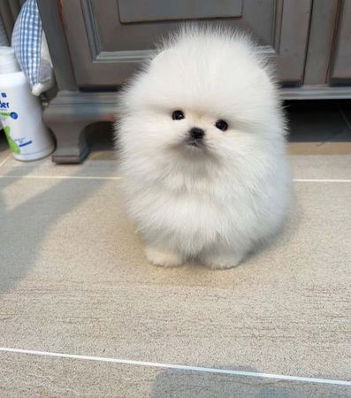 Pomerian Spitz balasi satlir – Bakı – ucuztap.az