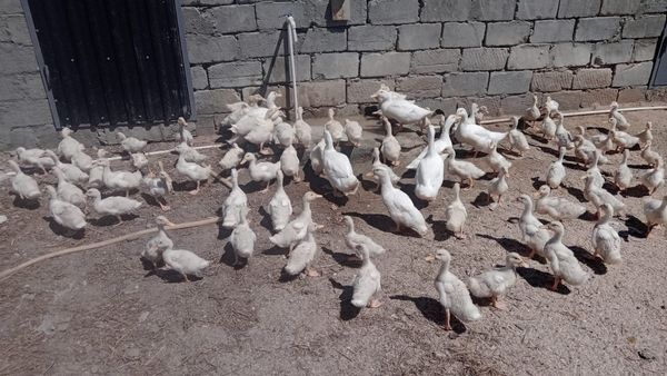 Ördəklər – Quşlar – Bakı – ucuztap.az