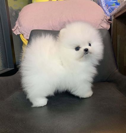 Pomerian Spitz balasi satlir – Bakı – ucuztap.az