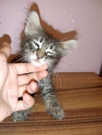 2 Aylıq bala pişiyə vicdanlı sahib axtarıram – Bakı – ucuztap.az
