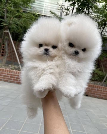 Pomerian Spitz balasi satlir – Bakı – ucuztap.az
