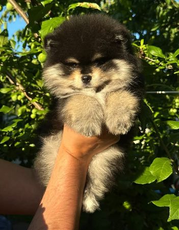 Pomerian Spitz balasi satlir – Bakı – ucuztap.az