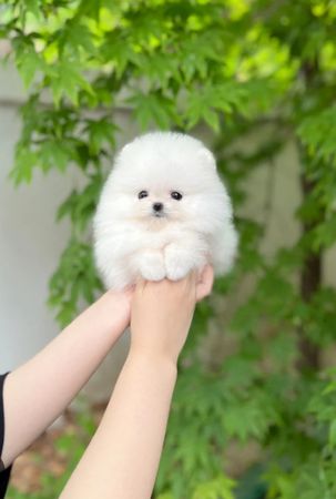 Pomerian Spitz balasi satlir – Bakı – ucuztap.az