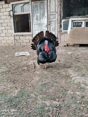 Hinduşka yumurtasi – Lənkəran – ucuztap.az