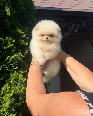 Pomerian Spitz, 2 ay, Dişi, peyvəndli – Bakı – ucuztap.az