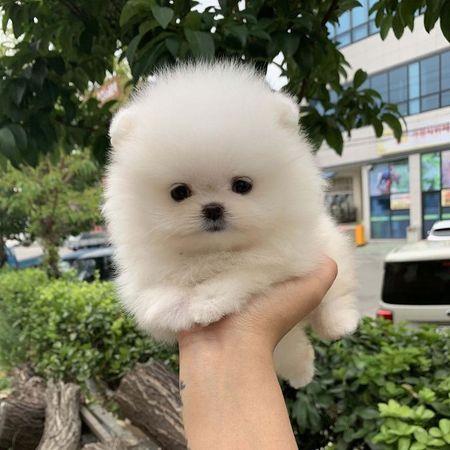 Pomerian Spitz, 2 ay, Dişi, peyvəndli – Bakı – ucuztap.az